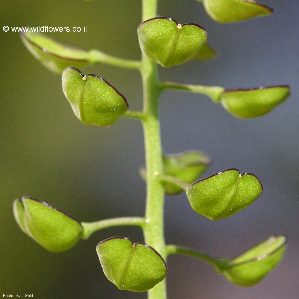 Tessdalia coronopifolia